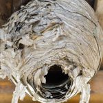 wasp nest removal Toronto | GreenLeaf Pest Control