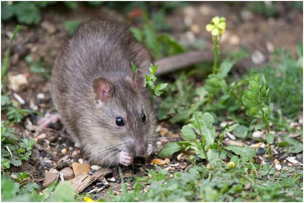 Norway Rats - GreenLeaf Pest ControlGreenLeaf Pest Control