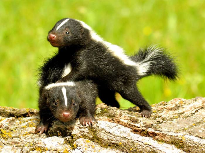 skunks hibernate