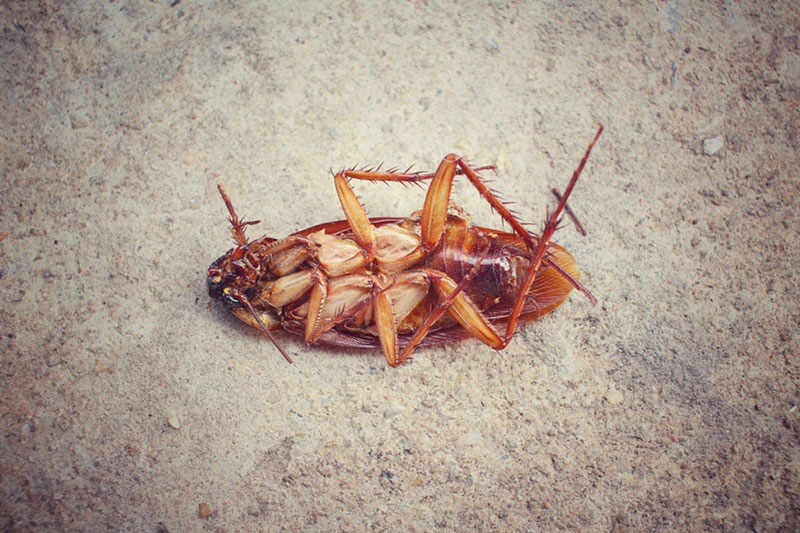 Toronto Cockroach Control