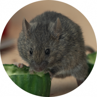 House mouse removal | GreenLeaf Pest Control