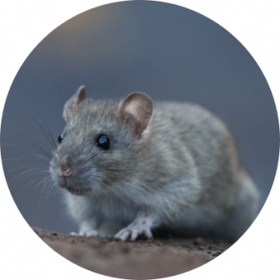 Norway rat removal | GreenLeaf Pest Control