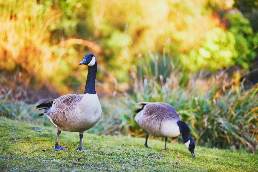 leave-the-wild-goose-chase-to-toronto-s-professionals-greenleaf