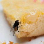 Toronto House Flies | More Harmful to Humans Than You Think