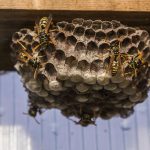 How to identify and deter wasps in Toronto