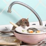 Why Rodent Control Matters to Toronto Families