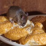 Are You Protected? | Toronto House Mice Can Breed All Year?