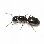 Identify Ants in Your Ontario Home | Ant Identification Guide for Ontario