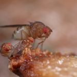 Fruit Flies | tips and tricks to protect your family