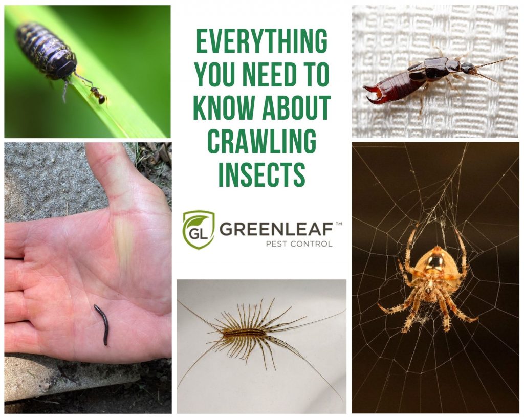 Crawling Insects Identification & Prevention | GreenLeaf