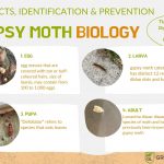 Gypsy moth extermination | GreenLeaf Pest Control