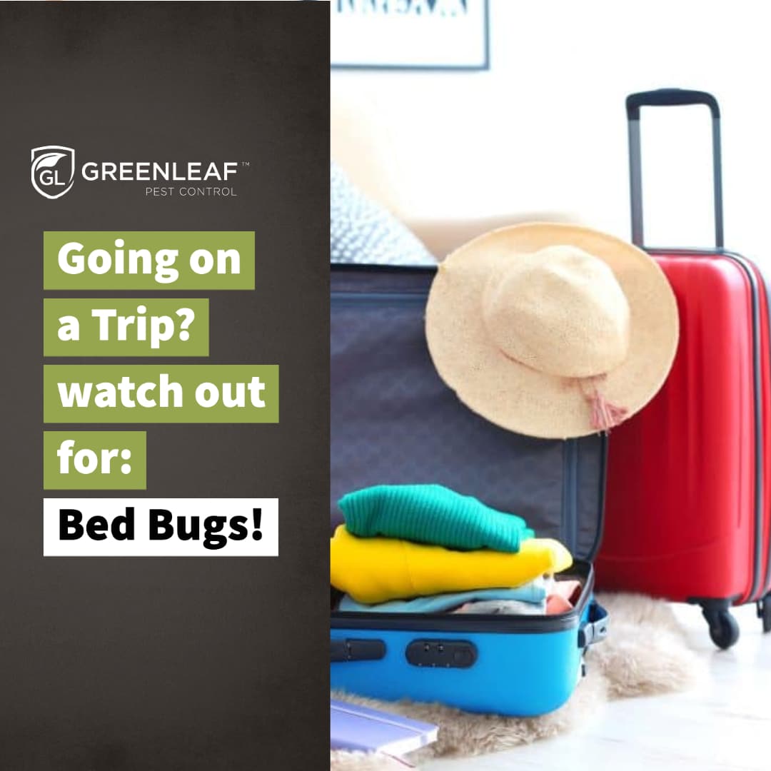 Going on a Trip? Signs to Look Out for Bed Bugs | GreenLeaf