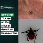 How to remove tick from your dog | GreenLeaf Pest Control