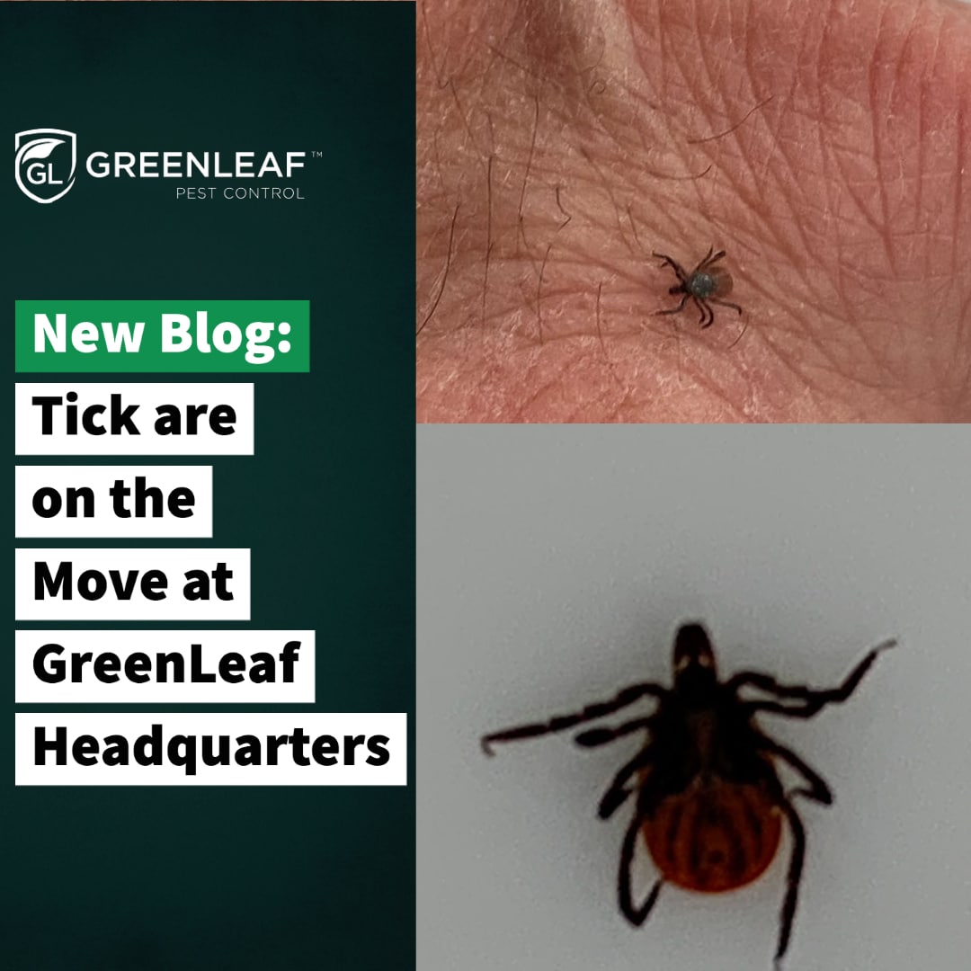 Ticks Are On The Move Tick Prevention Tips Greenleaf 3361