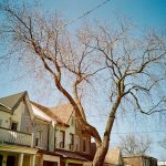 Toronto houses and a tree