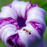 Ant on a flower, close up