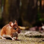 brown mouse on some grass