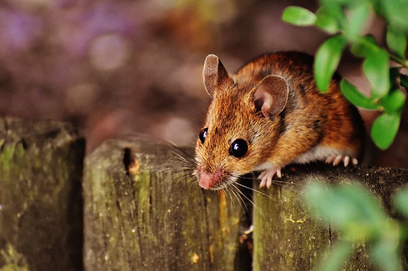 a brown little mouse in the wild, on a log