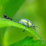 tiny carpenter ant on a large emerald leaf