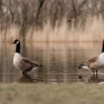 two Canada geese swimming calmly