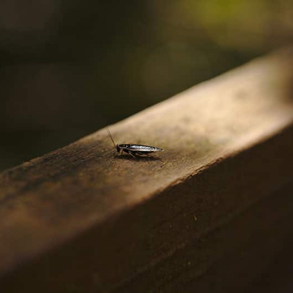 Knowing About Cockroach Nests Will Help Them Stay Out of Your Home