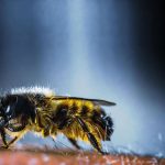 close up of a yellow, black fuzzy wasp