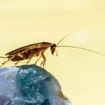 cockroach on a blue rock, close up