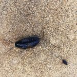 one very large and tiny cockroach over a grey background