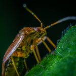 A close-up photo of a brown beetle on a green leaf