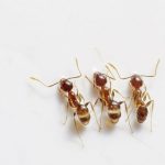 Picture of 3 pharaoh ants
