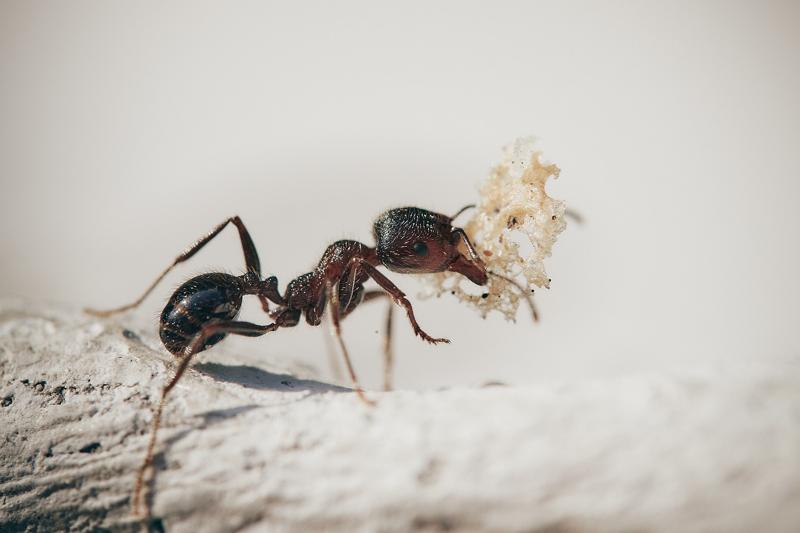 image of pavement ant