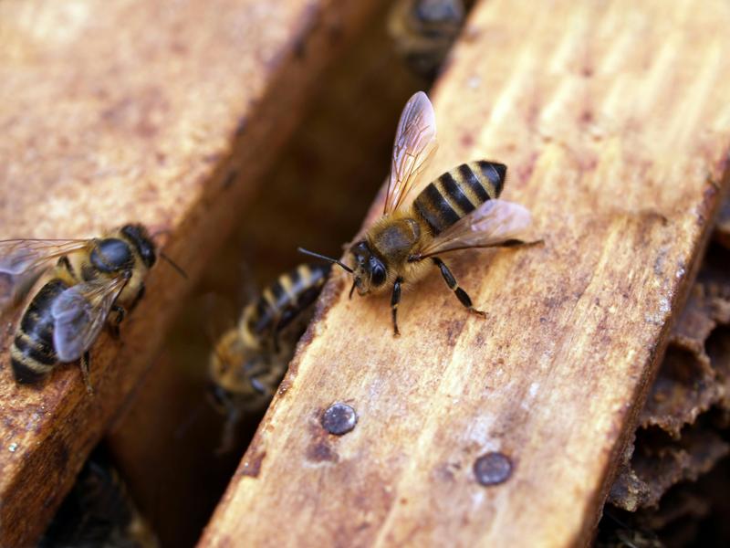 Black-And-Yellow Bees on Wood