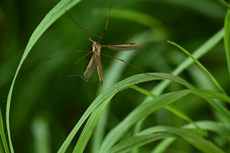 Image of mosquito in yard grass