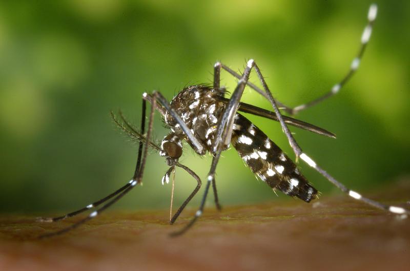 Photo of Black and White Mosquito