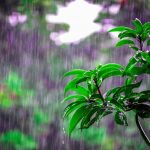 Selective Focus Photo of Obalte Green-leafed Plants during Rain