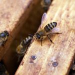 Macro Shot Photography of Black-and-yellow Bees