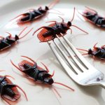 Cockroaches on Plate