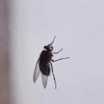 Fly sitting on glass surface