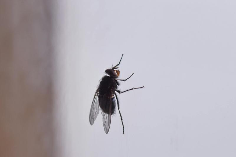 Fly sitting on glass surface