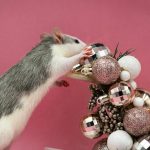 A Rat Looking the Christmas Balls