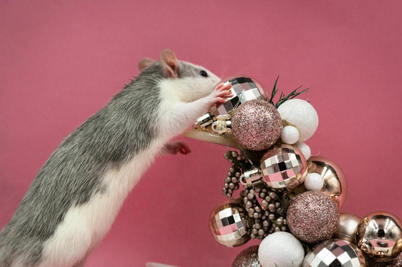 A Rat Looking the Christmas Balls